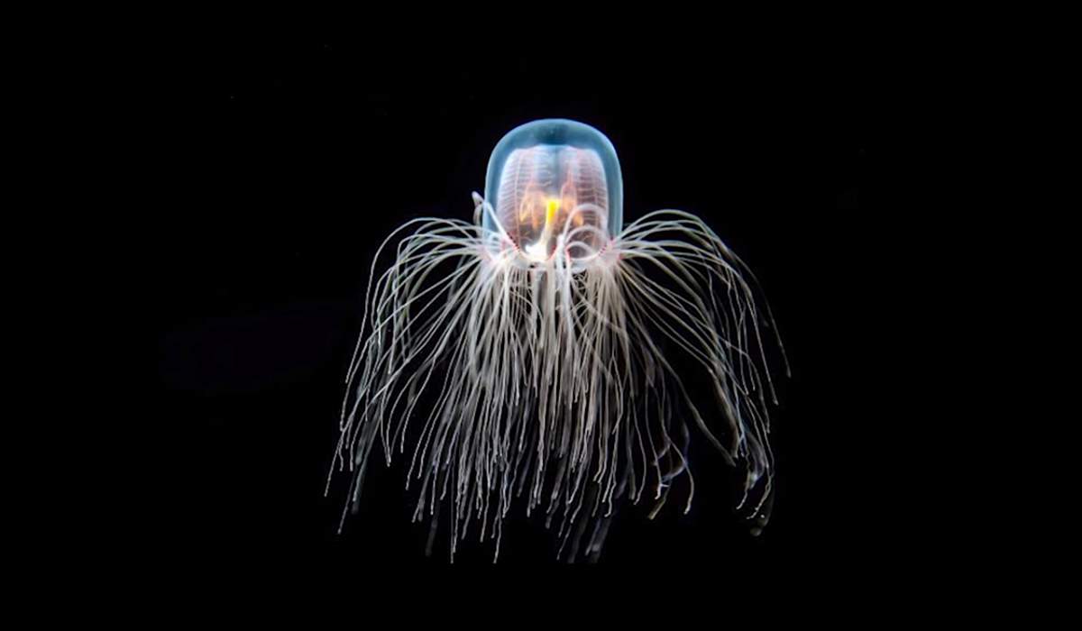 Immortal Jellyfish (Turritopsis dohrnii)