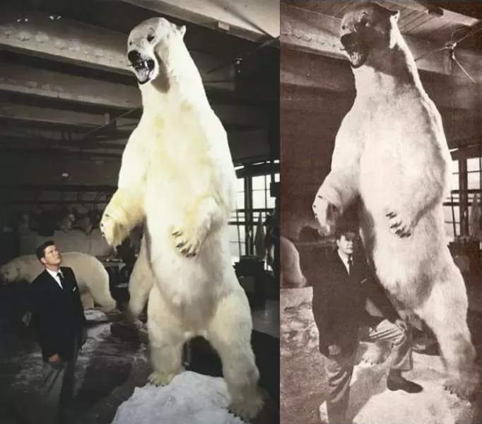 The largest polar bear ever recorded: Alaska, 1960