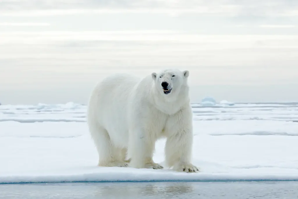 Polar bear facts: A big polar bear on ice