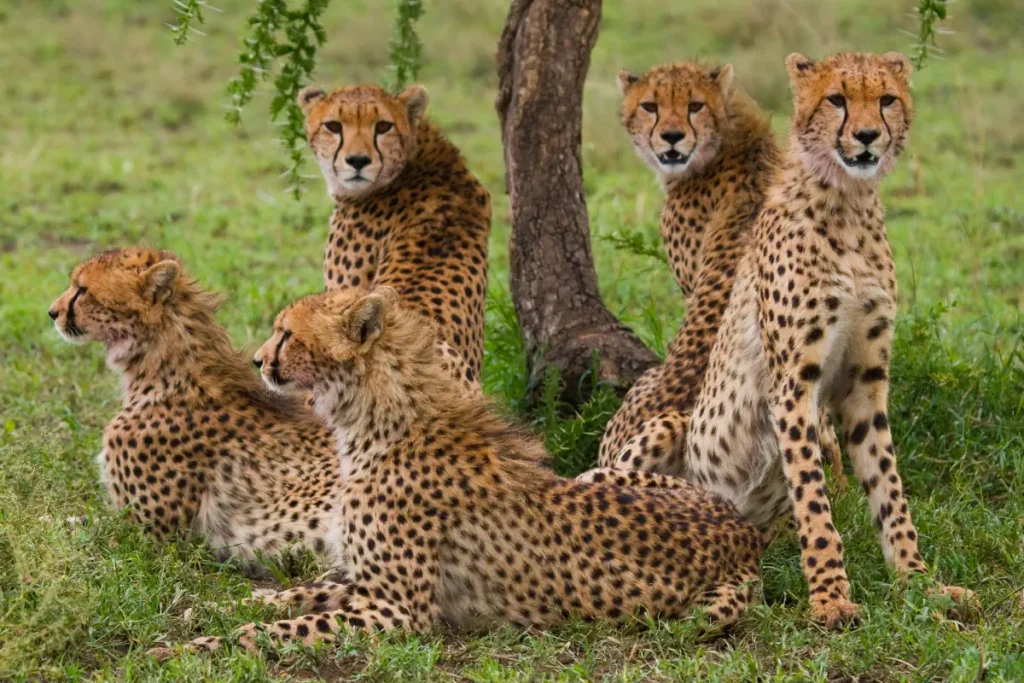 A flock of cheetahs