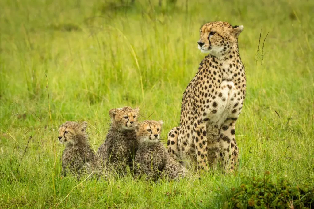A mother cheetah with her cubs