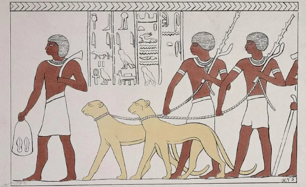 Cheetah facts: A hieroglyph from Deir el-Bahari (Luxor) depicting leashed cheetahs