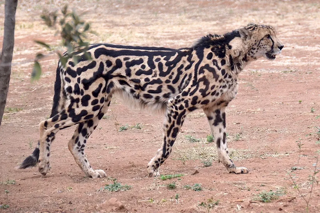 A king cheetah