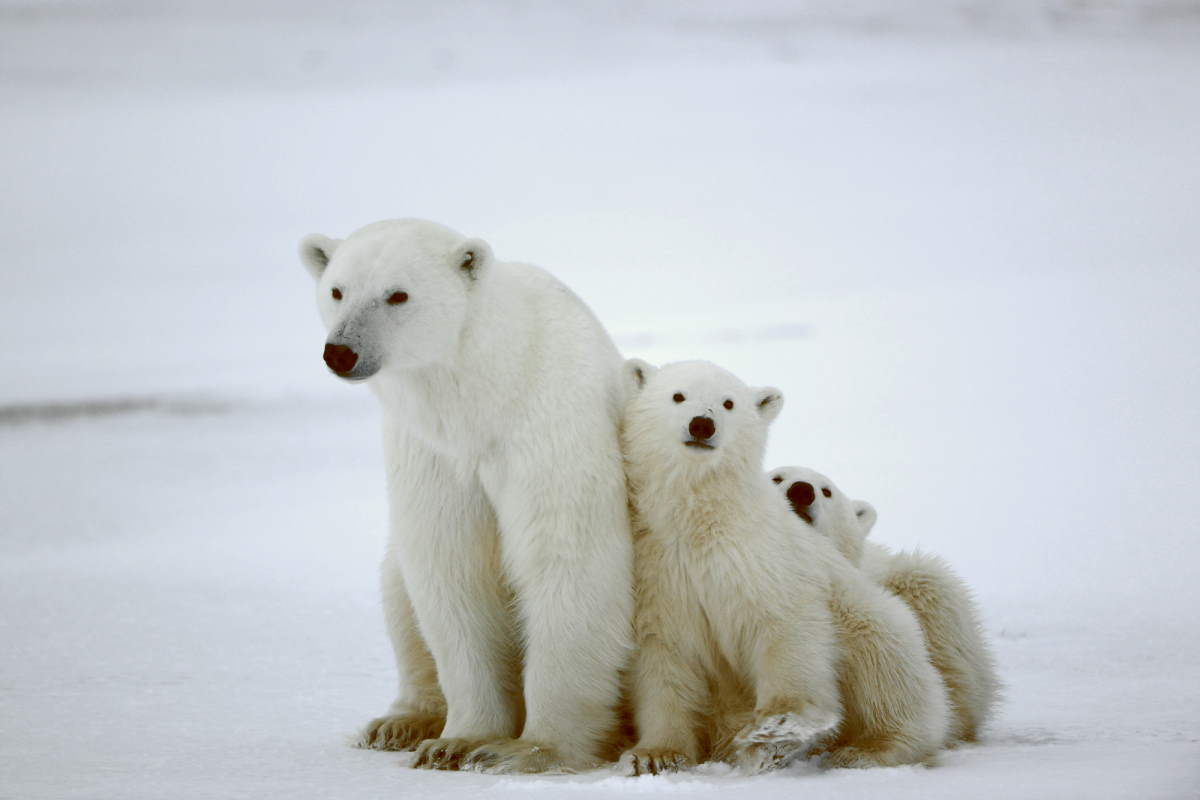 A polar bear with her cubs