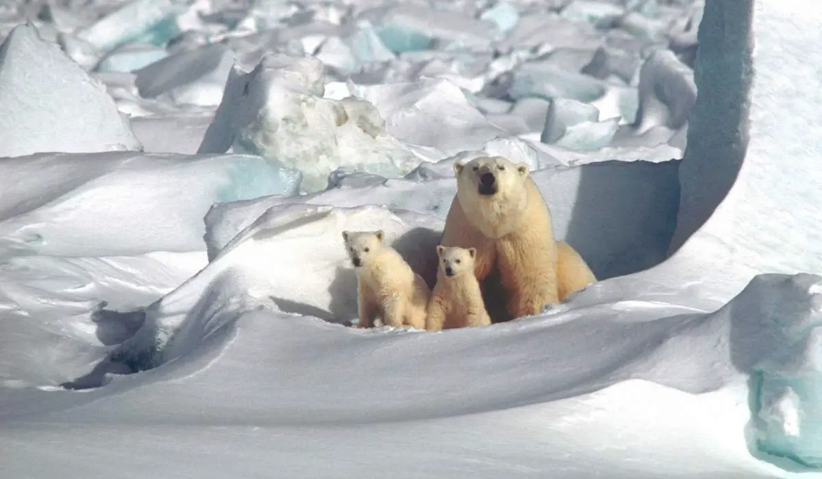 A polar bear mother and two cubs