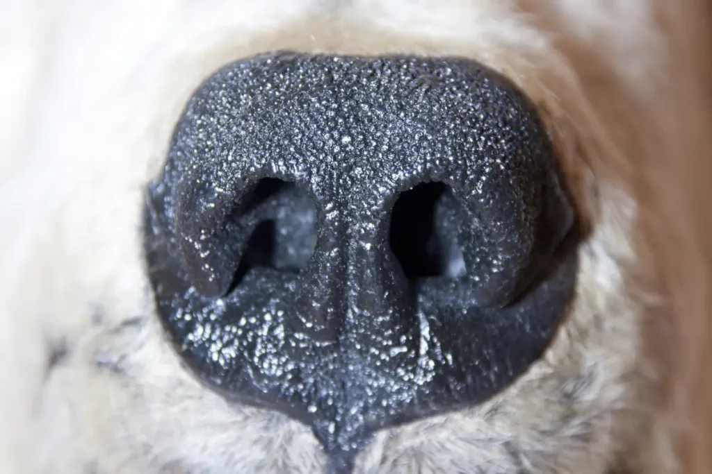 Polar bear facts: Nose of a polar bear