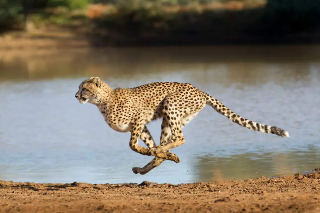 Cheetah running at full speed in South Africa (Acinonyx jubatus)