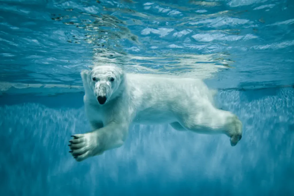 Polar bear facts: A swimming polar bear