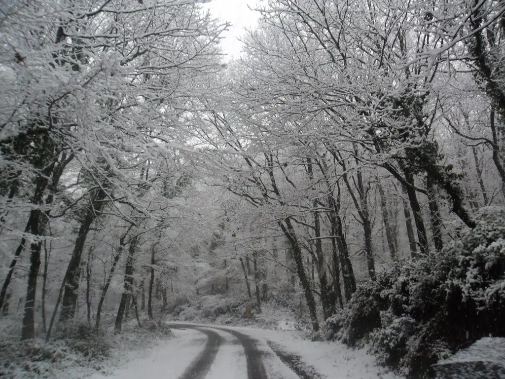 Snow cover in Belgrade Forest