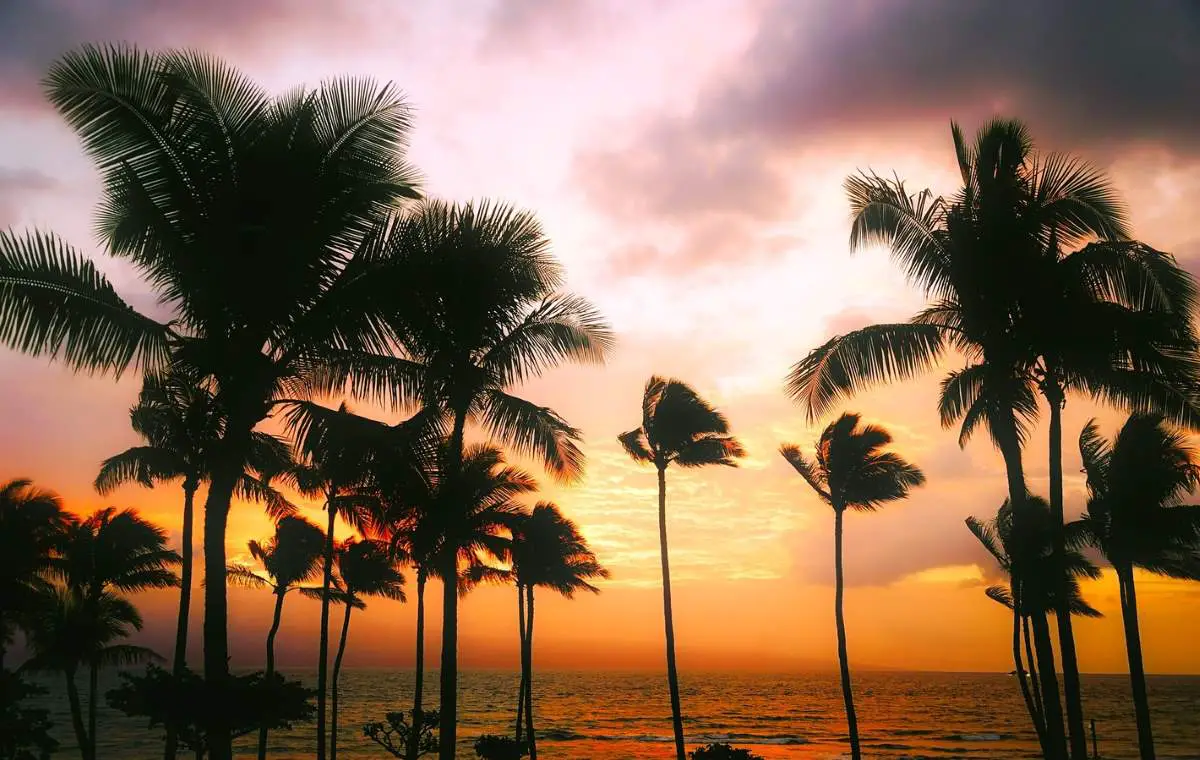Greenhouse Gas Effect: Palm trees during the sunset