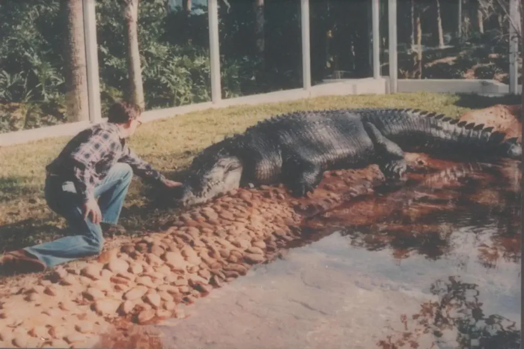 Marcus Miller with Gomek the crocodile, one of the largest crocodiles ever in captivity.