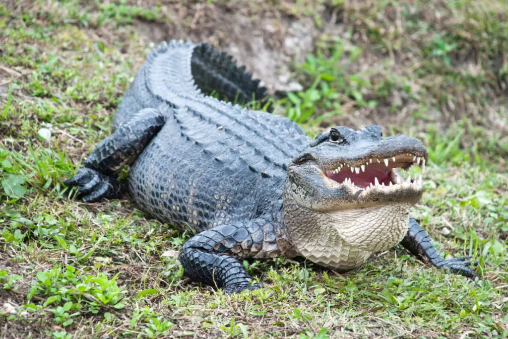 Alligator