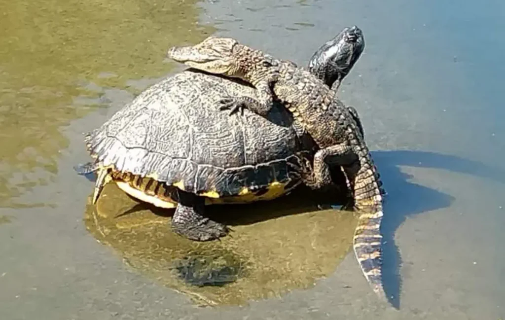 Alligator facts: A baby alligator riding a turtle