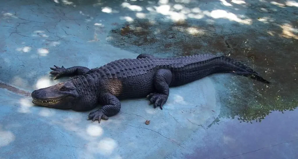 Alligator facts: Muja, the oldest alligator