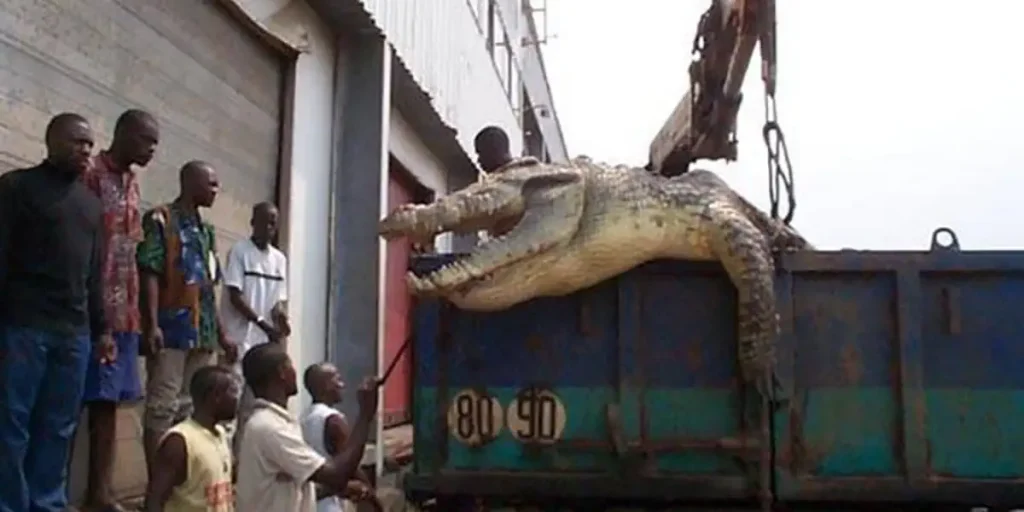 Largest crocodiles ever recorded: The Puento Noire Crocodile