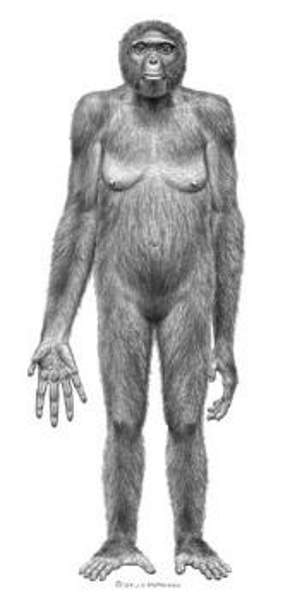 Ardipithecus ramidus