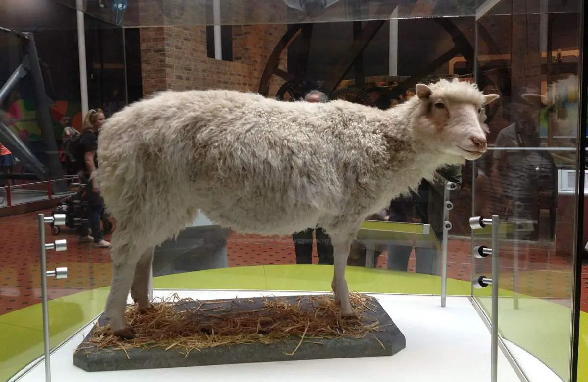 Cloning: The taxidermied body of Dolly the sheep
