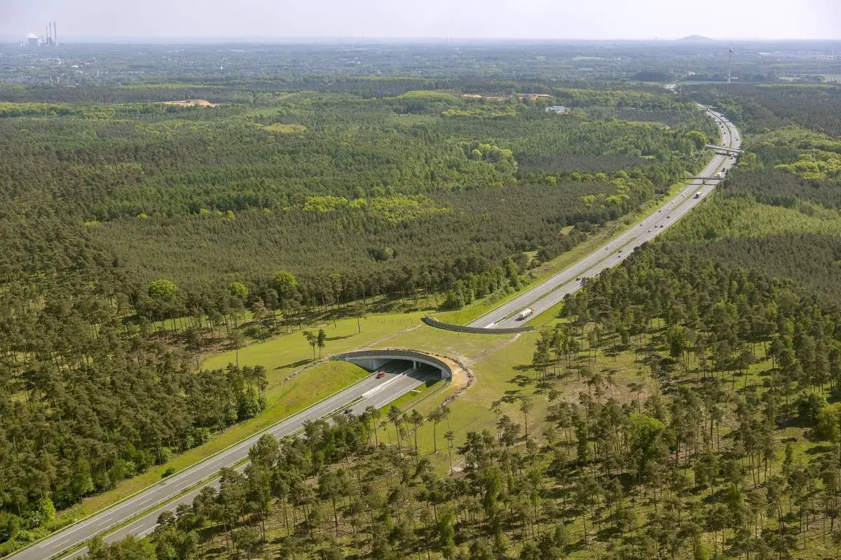 Wildlife crossings save animals