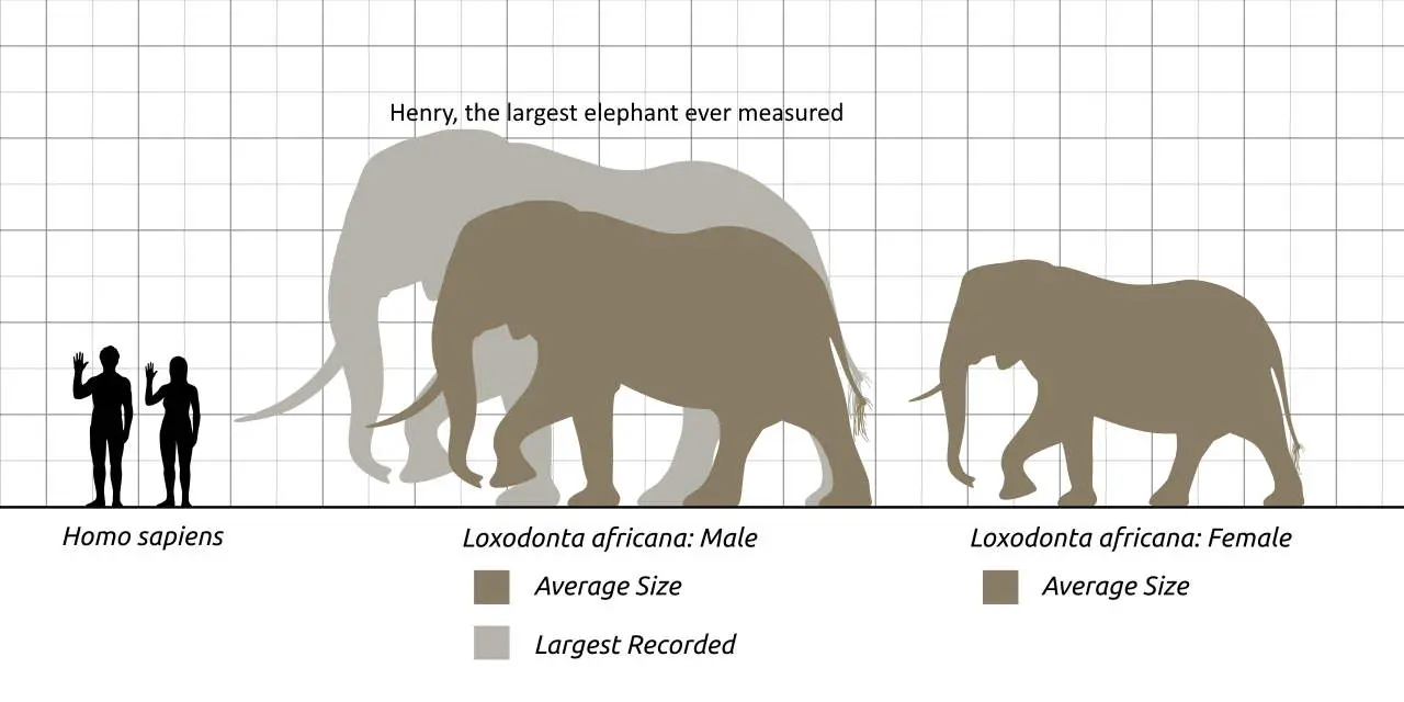Elephant facts: African bush elephant size diagram