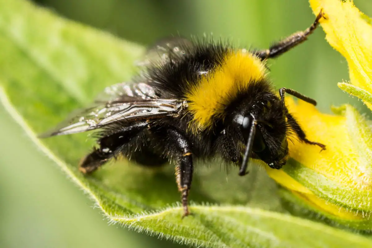 A bumblebee collecting nectar