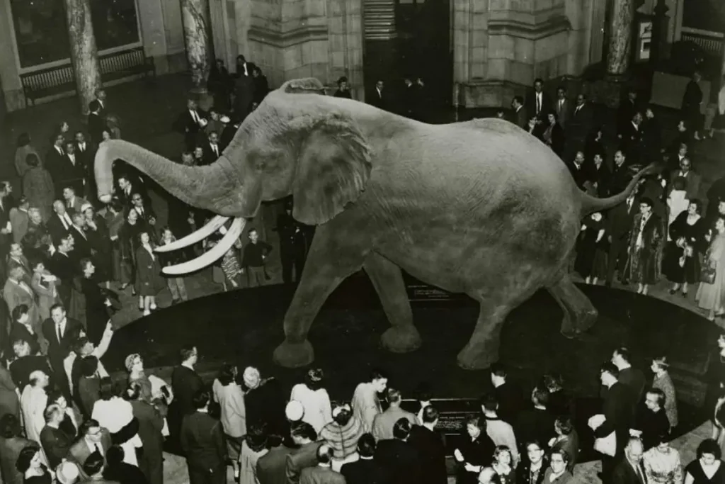 Henry, the largest elephant ever measured