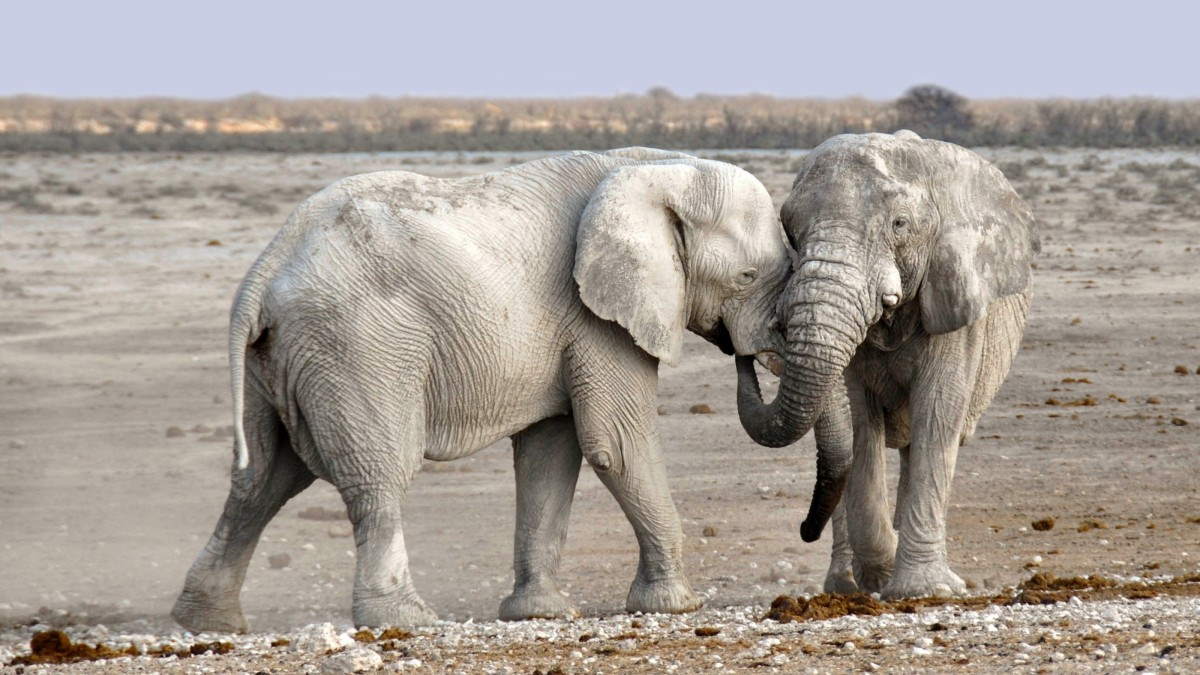 Akashinga protects animals (particularly elephants)