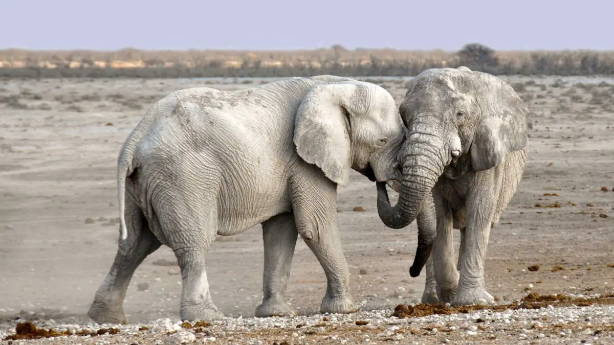 Two Elephants