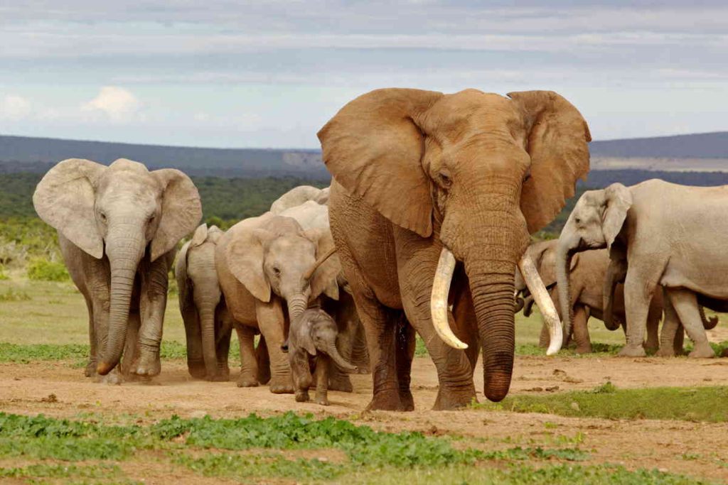 If humans had never existed, regions like Europe, North America, and parts of Asia would potentially host herds of elephants