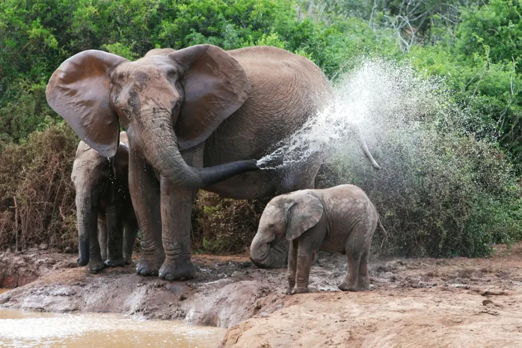 Elephant facts: Elephant spraying water