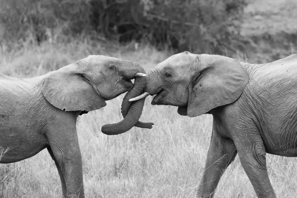 Two elephants greeting each other by wrapping their trunks