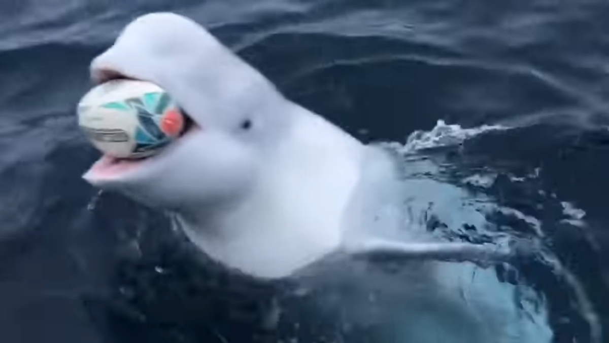 Beluga whale playing fetch