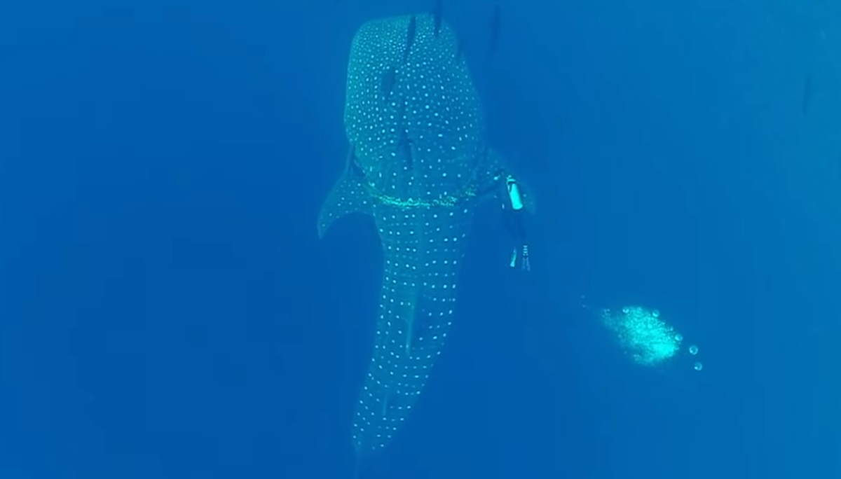 Diver saves whale shark