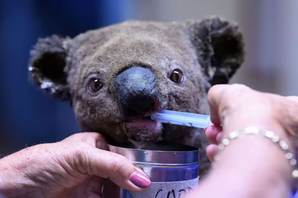 Injured koala