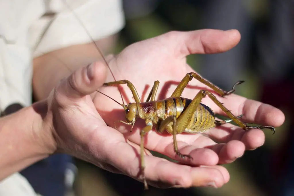 Little Barrier Island giant weta ( wētāpunga)