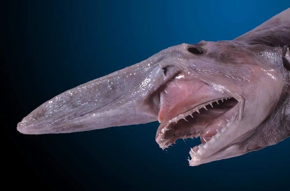 The goblin shark is a deep-sea shark