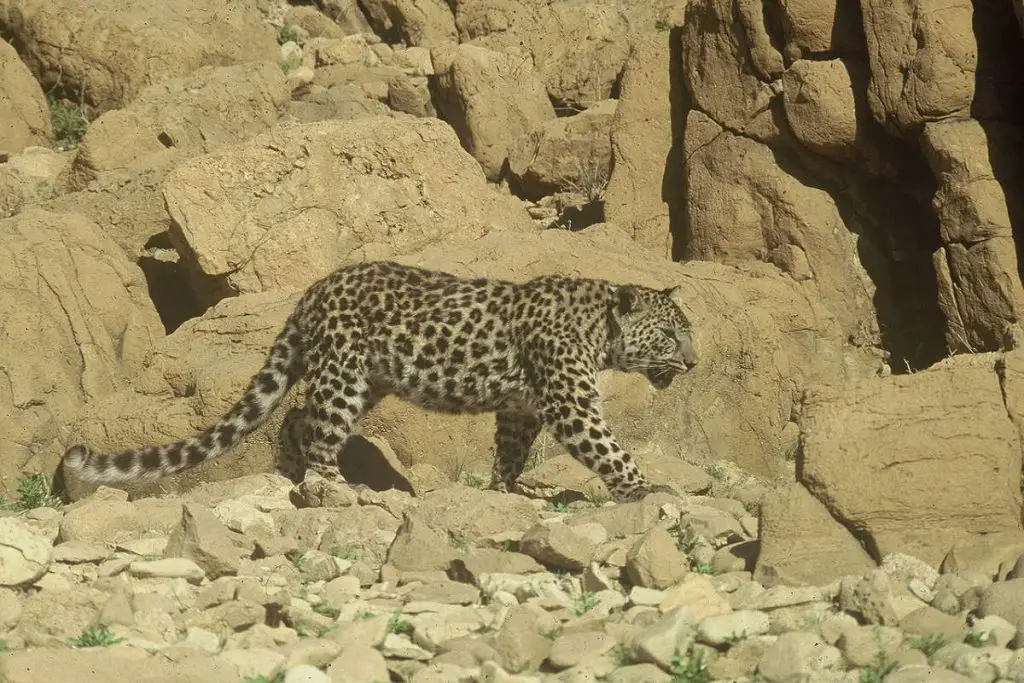 A leopard in the Judaean Desert in Israel