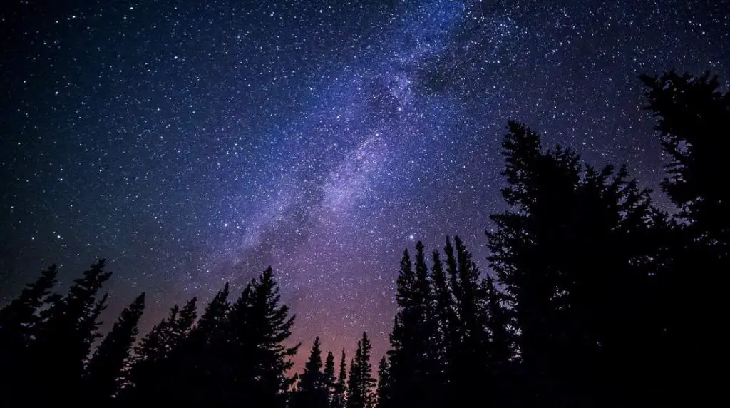 Milky Way and trees at night
