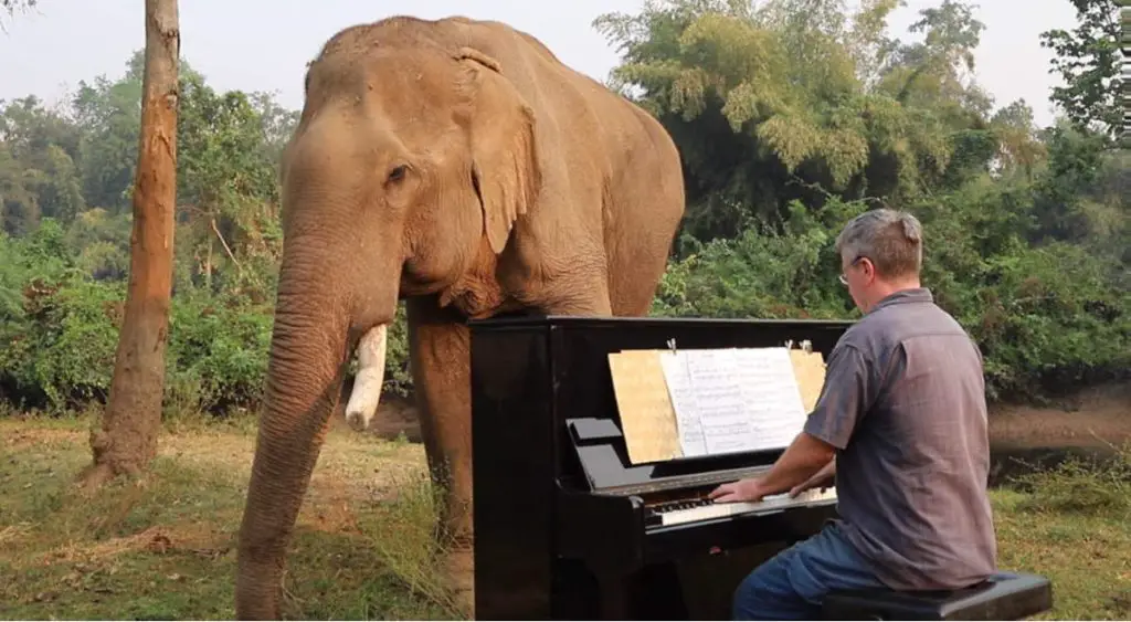 Paul Barton: the man who plays classical music on piano for elderly/disabled elephants