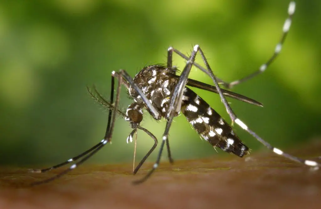 Genetically Modified Mosquitoes