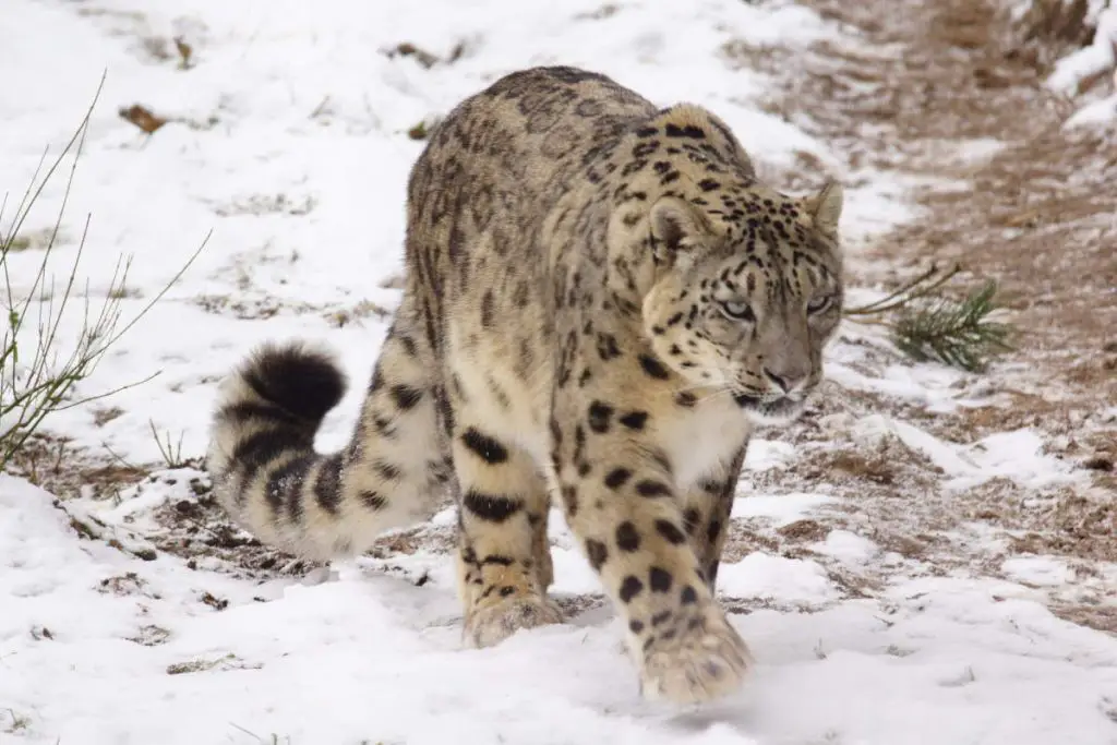 Snow Leopard (Panthera uncia)