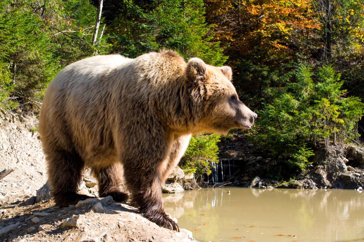 A grizzly bear in the forest