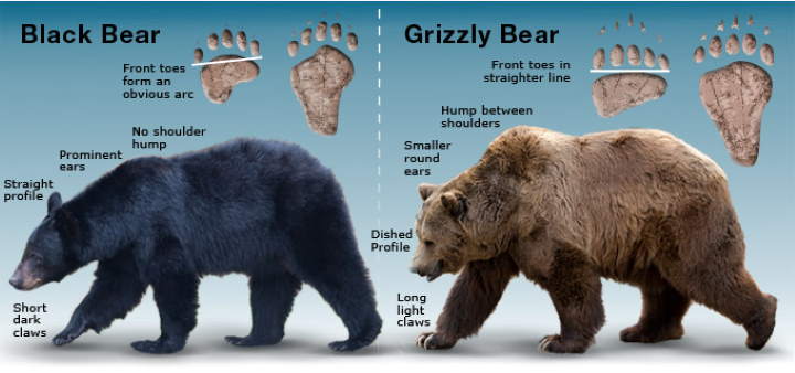 Black bear vs grizzly bear