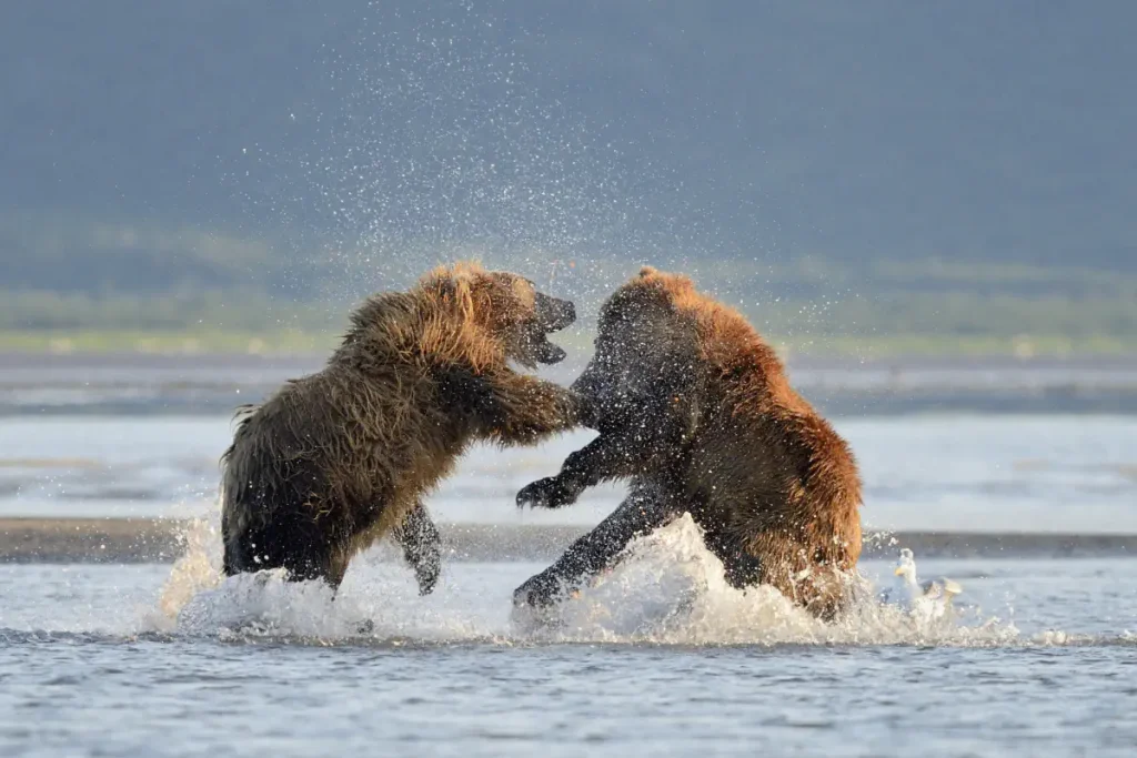 Two male grizzly bears are fighting