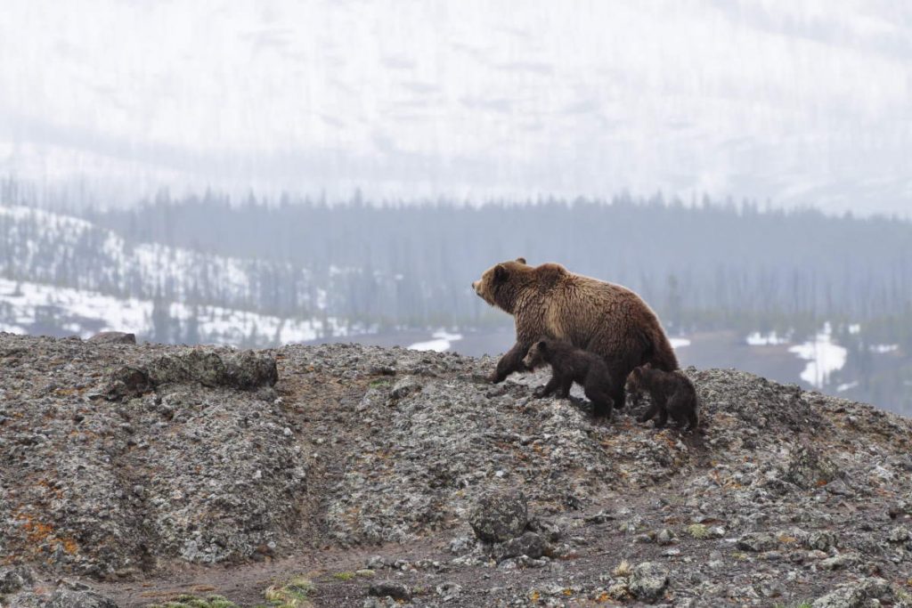 A mother grizzly bear and two cubs