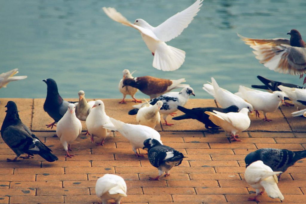 Top 5 Places that require bird control: Pigeons