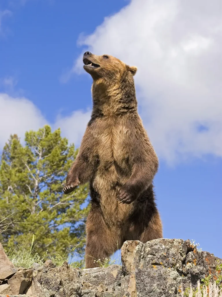 A grizzly bear is standing on a ridge