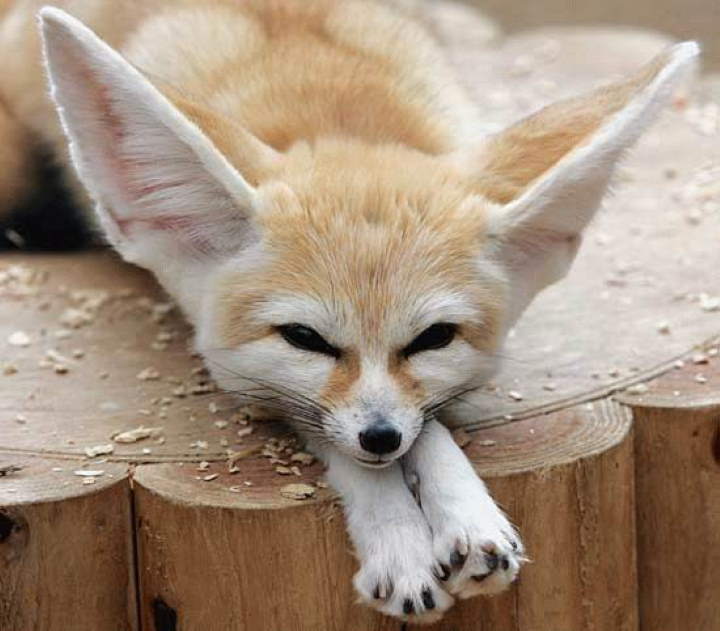 Fox facts: fennec fox