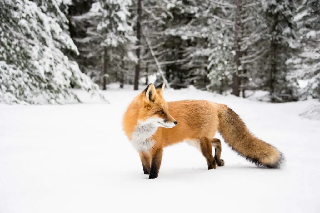 Fox facts: Orange fox in snow
