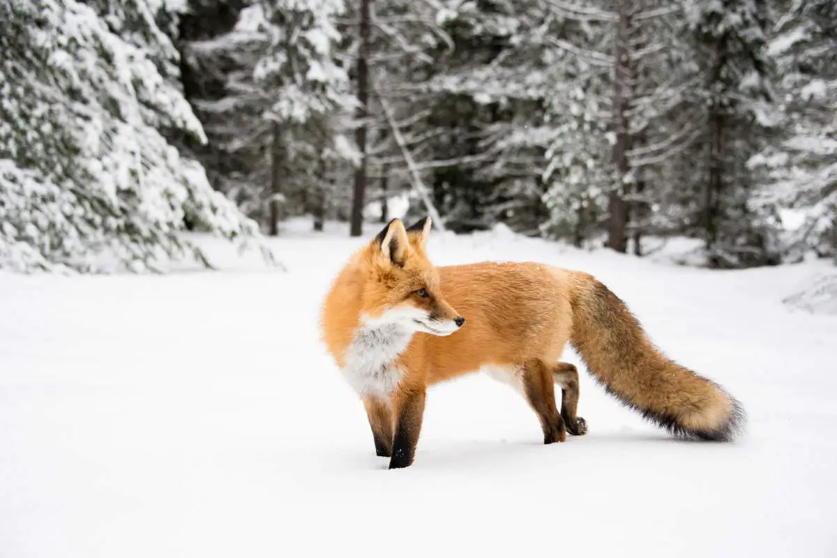 Orange fox in snow