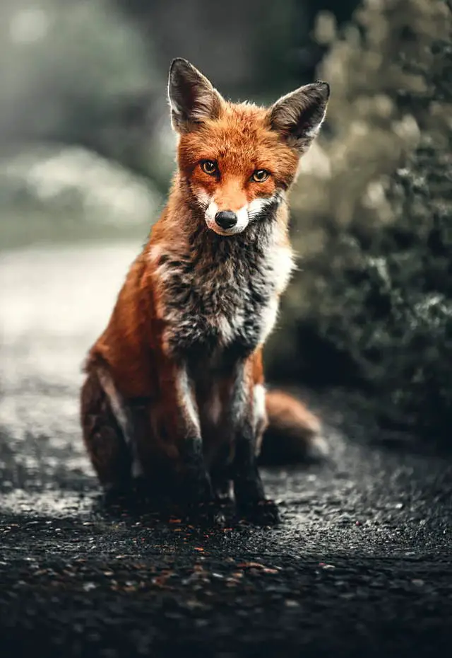 Fox facts: Orange fox